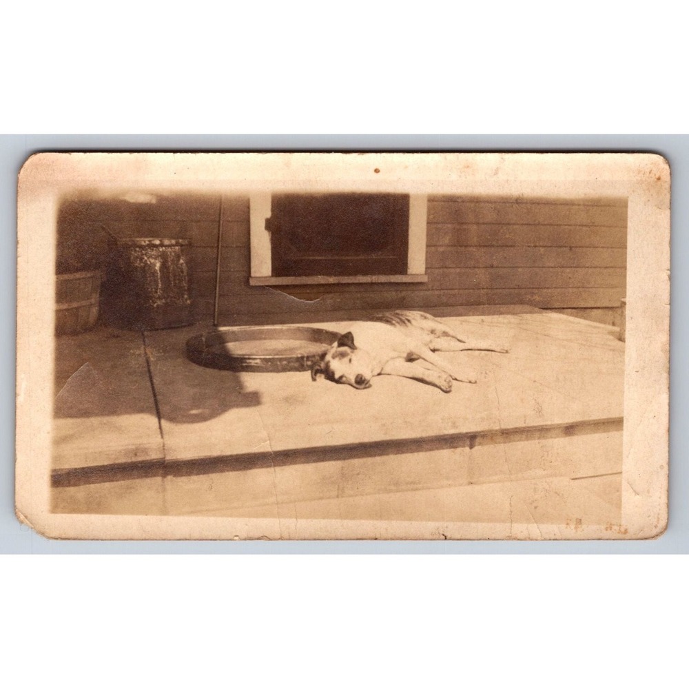 1929 Dog Portrait Snapshot Photograph Jack Happy Farmer Americana